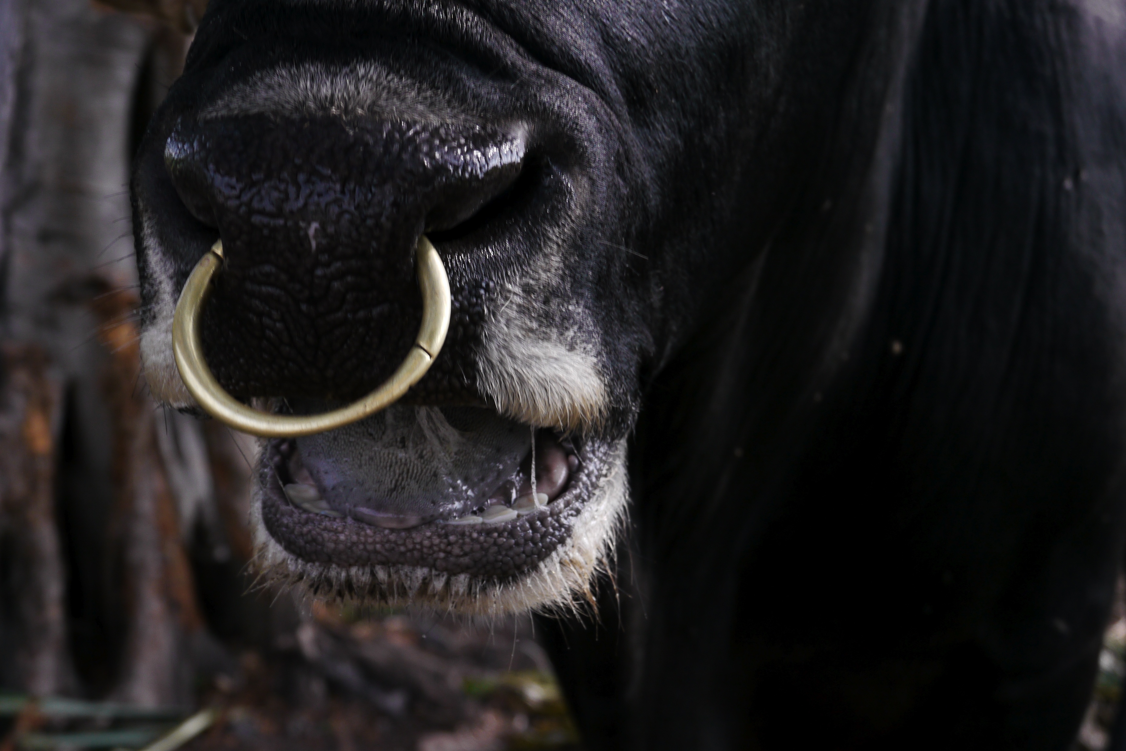 корова с кольцом в носу фото